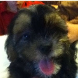 Meet your Posher, Brooke